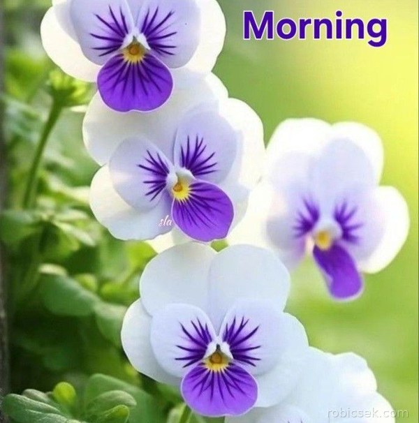 good morning images